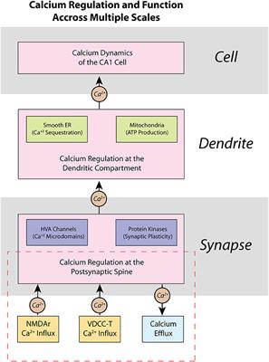 A Glutamatergic Spine Model to Enable Multi-Scale Modeling of Nonlinear Calcium Dynamics